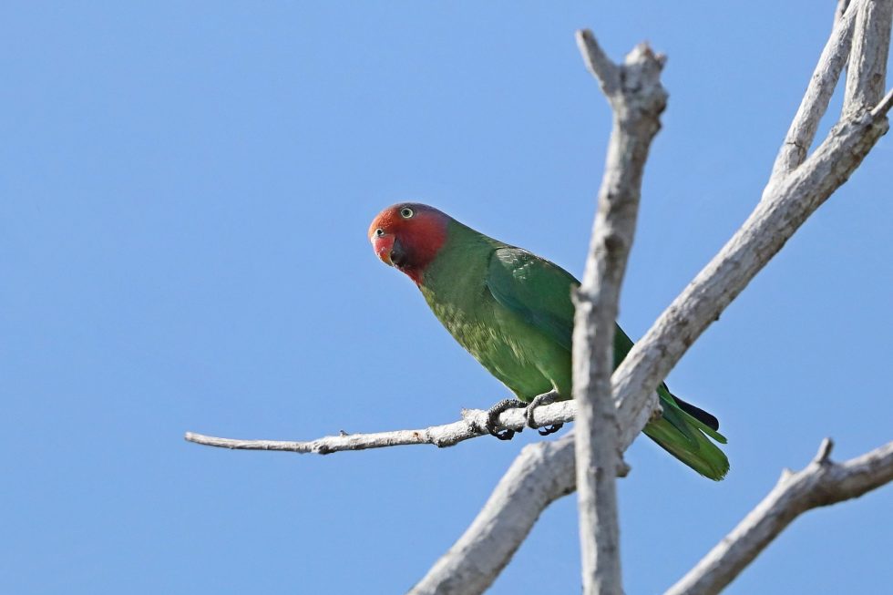 Iron Range ‘Green Season’ Birdwatching Tour